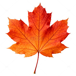 秋枫红艳叶片特写