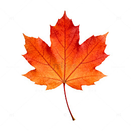 秋天枫叶水彩画素材