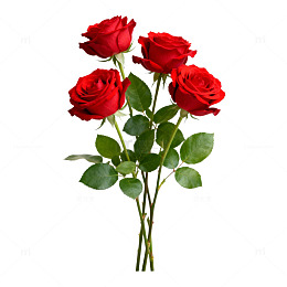 红玫瑰特写摄影图片