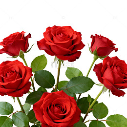 鲜艳红玫瑰特写摄影图片