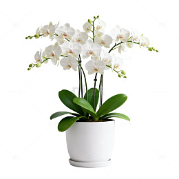 白色兰花盆栽静物摄影