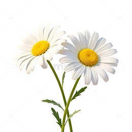 简约清新两朵雏菊特写