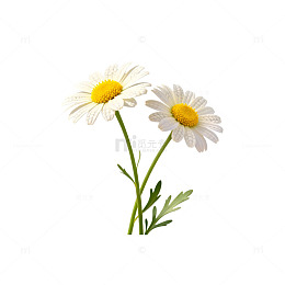 简约风白色雏菊插画