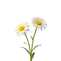 简约清新两朵菊花图片