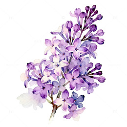 水彩丁香花艺术插画