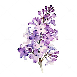 水彩紫丁香花卉插画