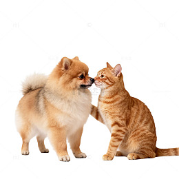 萌宠互动温馨画面摄影