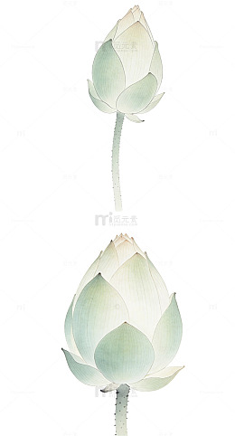 立夏荷花花苞元素新中式简约节气细腻淡雅