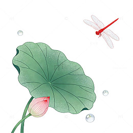 立夏荷叶荷花荷苞蜻蜓水珠节气生机元素