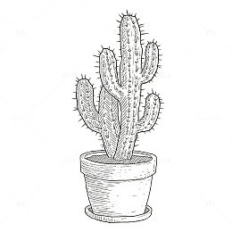 线描仙人掌盆栽素描插画