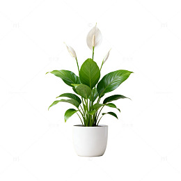 简约白掌盆栽插图