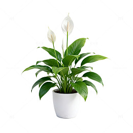 白掌盆栽静物摄影