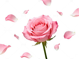 浪漫粉色玫瑰唯美背景图