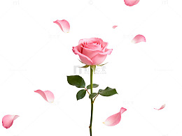 浪漫粉玫瑰背景图