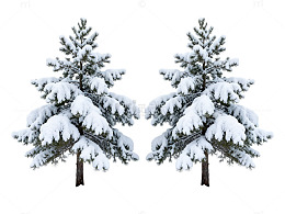 雪景松树冬季风景