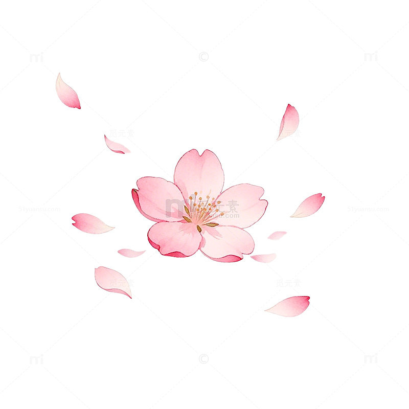 粉色樱花飘落插画