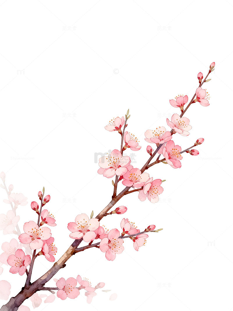 水彩樱花绽放图