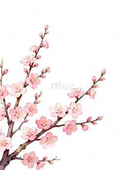 樱花绽放春天插画素材