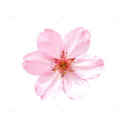 粉色樱花特写摄影