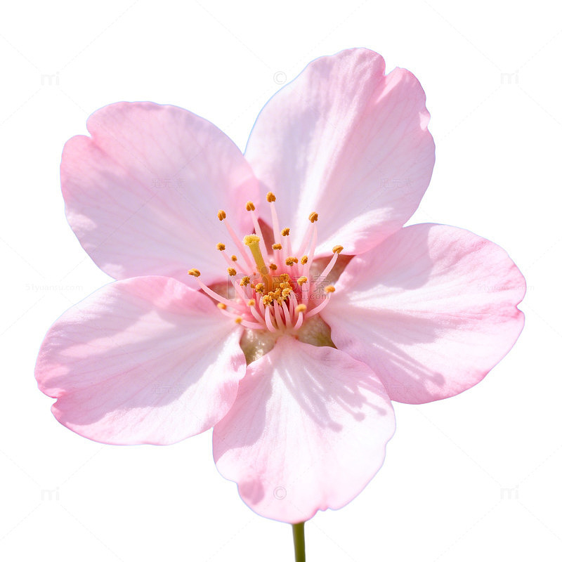 粉花蓝天春日美景