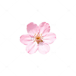 粉色樱花特写摄影素材