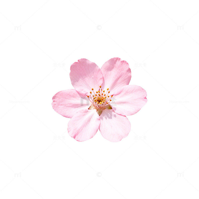 粉色樱花特写摄影素材