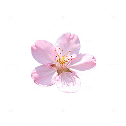 AI生成粉色桃花蓝天背景