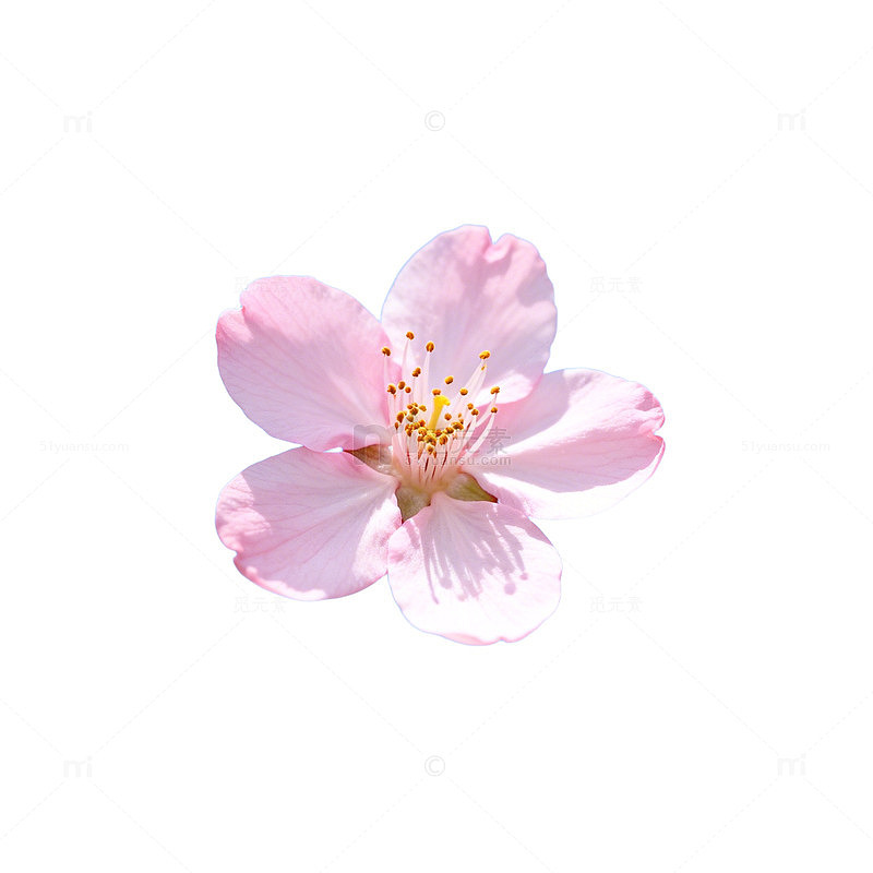 AI生成粉色桃花蓝天背景