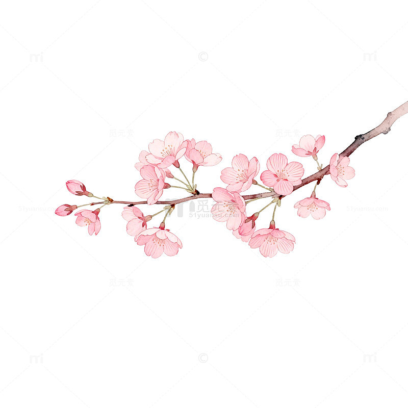 樱花枝条手绘插画