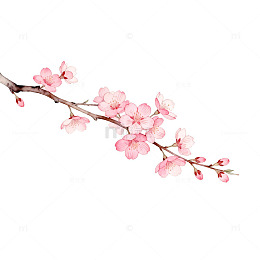 水彩樱花盛开春天艺术插画