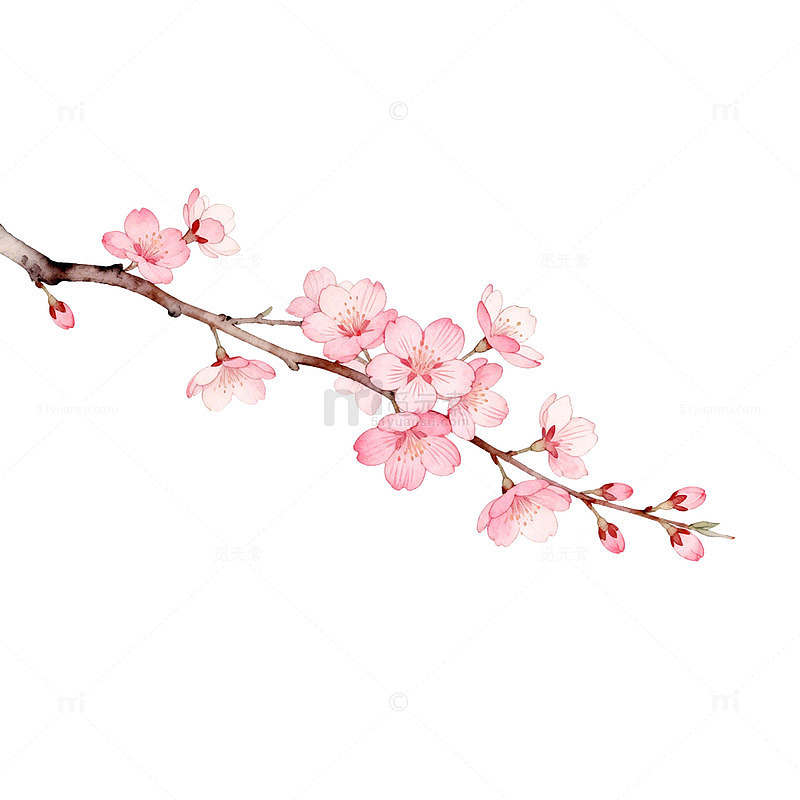 水彩樱花盛开春天艺术插画