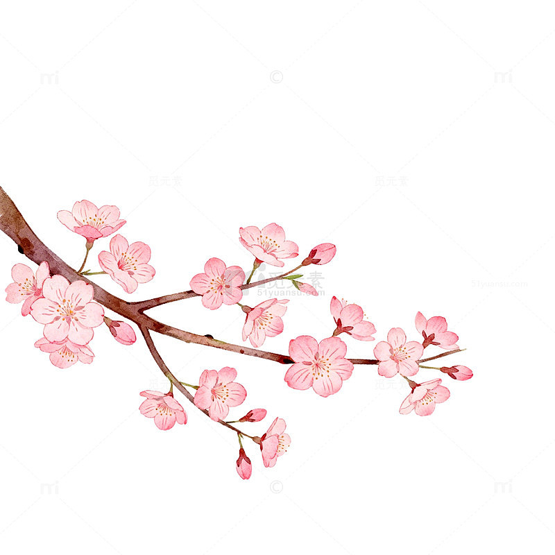 水彩樱花盛开艺术插画