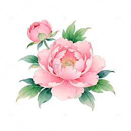 水彩粉色牡丹花卉插图设计素材
