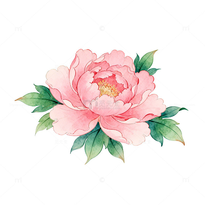 水彩粉色牡丹花插画
