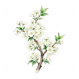 水彩风格白色花朵插画素材