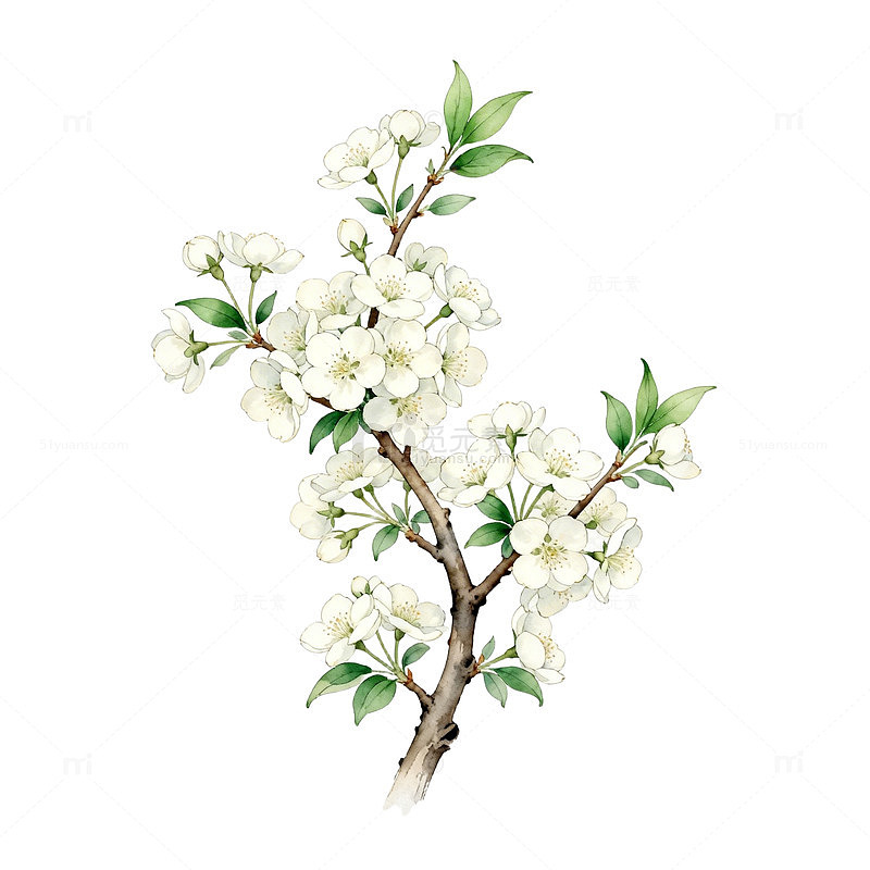 水彩风格白色花朵插画素材