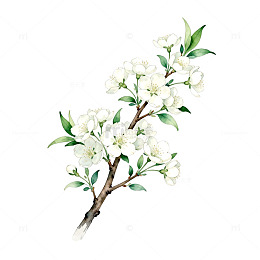 水彩风格白色花朵插画