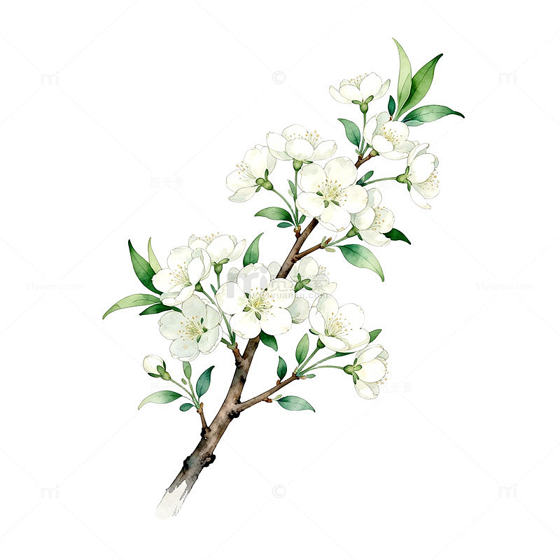 水彩风格白色花朵插画