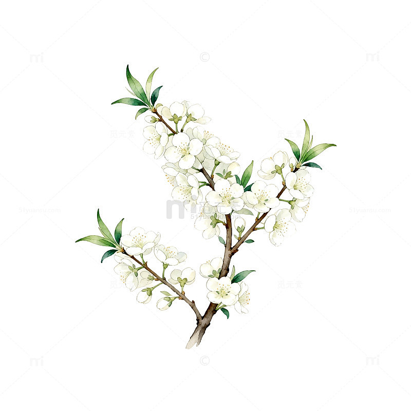 水彩樱花插画素材