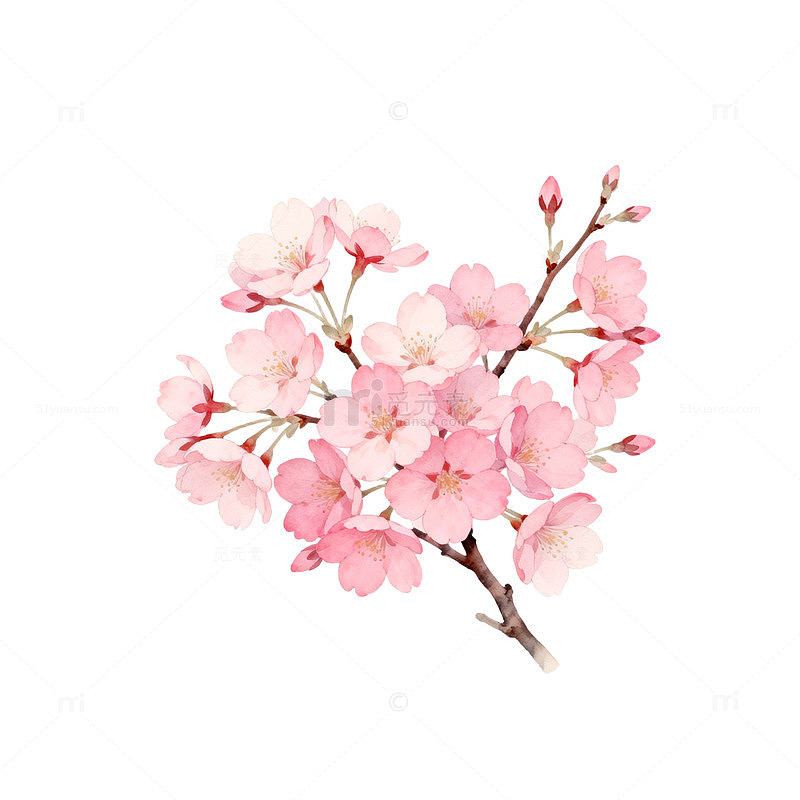 樱花盛开水彩画素材