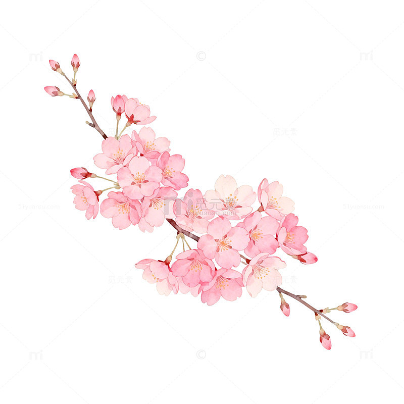 水彩樱花盛开插画素材