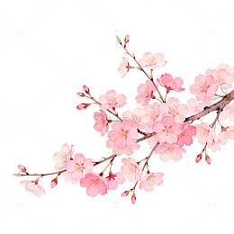 粉色樱花手绘插画素材