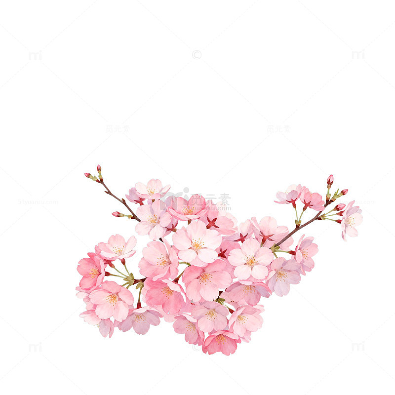 清新樱花插画设计图