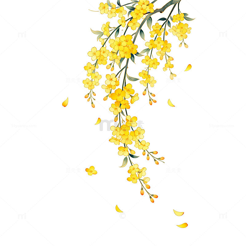 水彩黄色花卉插画
