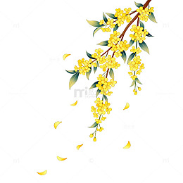 手绘风格桂花枝条插画
