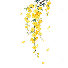 水彩黄花垂枝插画
