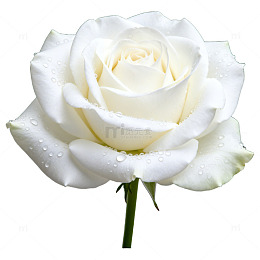 AI生成白玫瑰花