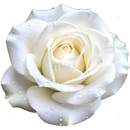 洁白玫瑰特写摄影素材