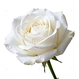 白玫瑰花露珠特写摄影