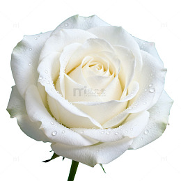 AI生成白玫瑰清新壁纸